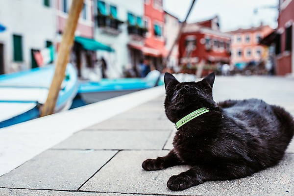 포토 JPG 주간 한마리 해외풍경 해외 유럽 유럽풍경 풍경 사람없음 야외 건물 아웃포커스 관광지 고양이 이탈리아 베네치아 동물라이프 반려 국내포토 자연요소 동물 1 라이프스타일 건축물 나라 여행 포유류 촬영기법 반려동물 파일형식