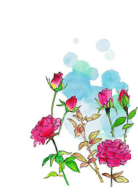 PSD 식물 일러스트 사람없음 장미 가시 꽃봉오리 번짐 국내일러스트 꽃 파일형식 효과