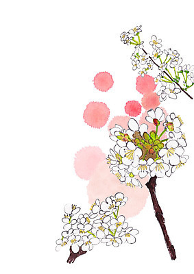 PSD 식물 일러스트 사람없음 봄 벚꽃 벚나무 번짐 국내일러스트 나무 계절 꽃 파일형식 효과