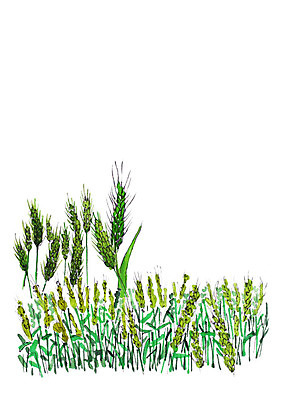 PSD 식물 일러스트 논 사람없음 벼 이삭 국내일러스트 농업 곡류 파일형식