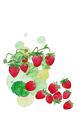 PSD 식물 잎 일러스트 딸기 나뭇잎 사람없음 번짐 딸기밭 국내일러스트 밭 과일 파일형식 효과