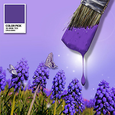 PSD 편집이미지 꽃 나비 두마리 꽃밭 사람없음 보라색 물감 붓 떨어짐 울트라바이올렛 이미지편집 식물 컬러 곤충 컨셉 2 미술도구 파일형식 트랜드컬러