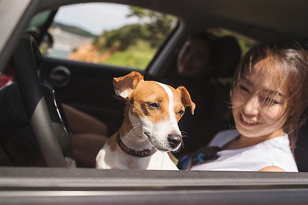 포토 JPG 주간 한마리 여자 반려견 얼굴 자동차 한명 미소 사람 앉기 상반신 20대 야외 앞모습 여름 한국인 강아지 핸들 태안 운전석 반려 성인여자한명만 국내포토 자연요소 1 계절 육상교통 뷰포인트 모션 표정 동양인 청년 신체부위 반려동물 개 충청남도 여자한명만 성인여자만 파일형식