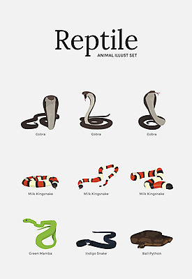 동물 여러마리 일러스트 파충류 사람없음 세트 다양 구렁이 방울뱀 코브라 국내일러스트 AI파일 다수 뱀 파일형식 벡터