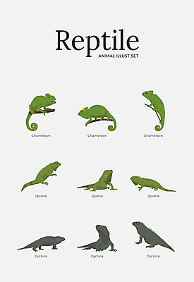 동물 여러마리 일러스트 파충류 사람없음 세트 다양 이구아나 카멜레온 국내일러스트 AI파일 다수 파일형식 벡터