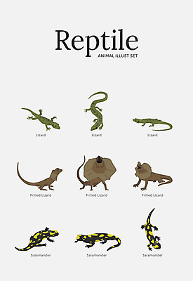 동물 여러마리 일러스트 파충류 양서류 사람없음 세트 다양 도마뱀 도롱뇽 목도리도마뱀 국내일러스트 AI파일 다수 파일형식 벡터