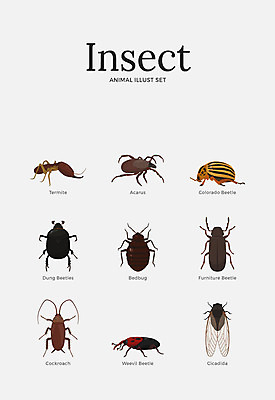 동물 곤충 여러마리 일러스트 사람없음 세트 다양 풍뎅이 딱정벌레 개미 매미 바퀴벌레 불개미 쇠똥구리 진드기 국내일러스트 AI파일 다수 해충 파일형식 벡터