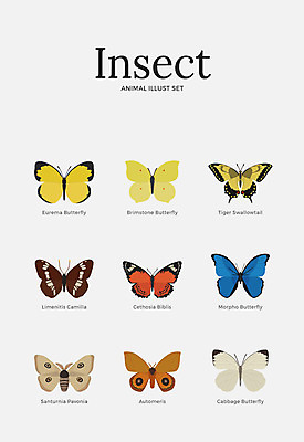 동물 나비 곤충 여러마리 일러스트 사람없음 세트 다양 호랑나비 나방 극남노랑나비 국내일러스트 AI파일 다수 파일형식 벡터