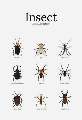동물 여러마리 일러스트 사람없음 세트 다양 거미 파리_곤충 노린재 독거미 모기 반딧불이 사슴벌레 소금쟁이 국내일러스트 AI파일 다수 곤충 해충 파일형식 벡터