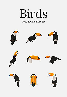 동물 여러마리 일러스트 조류 사람없음 세트 큰부리새 토코투칸 국내일러스트 AI파일 다수 파일형식 벡터