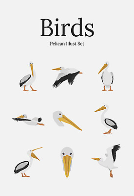 동물 여러마리 일러스트 조류 사람없음 세트 펠리컨 국내일러스트 AI파일 다수 파일형식 벡터