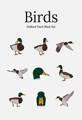 동물 여러마리 일러스트 조류 오리 사람없음 세트 철새 청둥오리 국내일러스트 AI파일 다수 파일형식 벡터