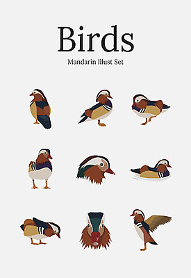 동물 여러마리 일러스트 조류 사람없음 세트 원앙 국내일러스트 AI파일 다수 파일형식 벡터