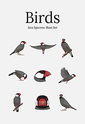동물 여러마리 일러스트 조류 사람없음 세트 문조 국내일러스트 AI파일 다수 파일형식 벡터