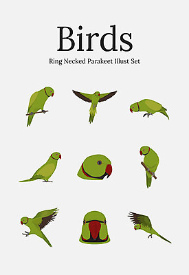 동물 여러마리 일러스트 조류 사람없음 세트 잉꼬 국내일러스트 AI파일 다수 파일형식 벡터