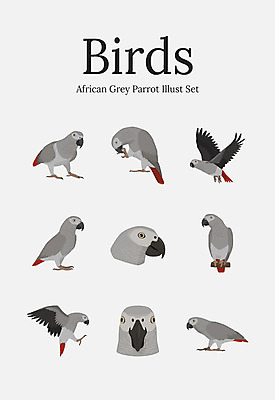 동물 여러마리 일러스트 조류 사람없음 세트 회색 앵무새 국내일러스트 AI파일 컬러 다수 파일형식 벡터