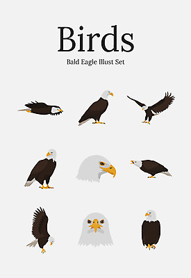 동물 여러마리 일러스트 조류 사람없음 세트 독수리 국내일러스트 AI파일 다수 파일형식 벡터