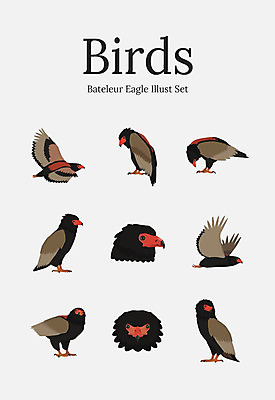 동물 여러마리 일러스트 조류 사람없음 세트 독수리 국내일러스트 AI파일 다수 파일형식 벡터