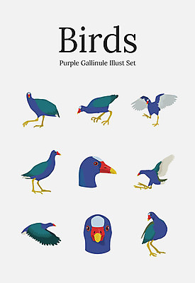 동물 여러마리 일러스트 조류 사람없음 세트 쇠물닭 국내일러스트 AI파일 다수 파일형식 벡터