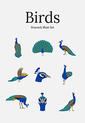 동물 여러마리 일러스트 조류 사람없음 세트 공작 수컷 국내일러스트 AI파일 다수 파일형식 벡터