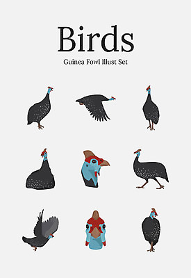 동물 여러마리 일러스트 조류 사람없음 세트 닭 뿔닭 국내일러스트 AI파일 다수 꿩 파일형식 벡터