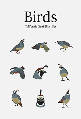 동물 여러마리 일러스트 조류 사람없음 세트 메추리 국내일러스트 AI파일 다수 파일형식 벡터