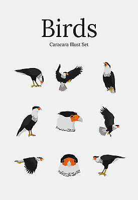 동물 여러마리 일러스트 조류 사람없음 세트 카라카라 국내일러스트 AI파일 다수 파일형식 벡터
