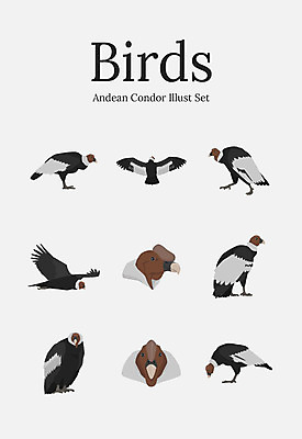 동물 여러마리 일러스트 조류 사람없음 세트 독수리 대머리독수리 국내일러스트 AI파일 다수 파일형식 벡터