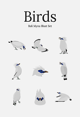 동물 여러마리 일러스트 조류 사람없음 세트 흰색 구관조 국내일러스트 AI파일 컬러 다수 파일형식 벡터