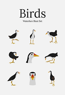 동물 여러마리 일러스트 조류 사람없음 세트 흰배뜸부기 국내일러스트 AI파일 다수 파일형식 벡터