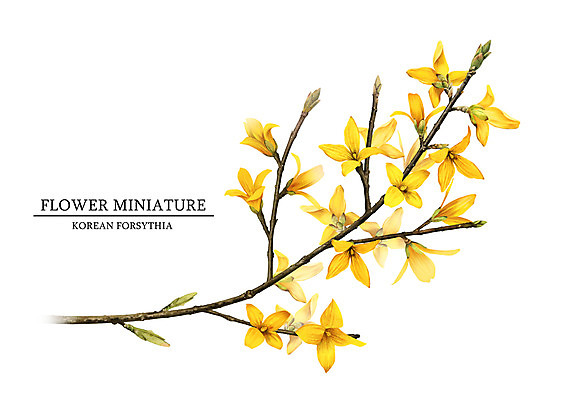 PSD 식물 꽃 일러스트 봄꽃 사람없음 개나리 감성 보테니컬아트 국내일러스트 컨셉 봄 파일형식