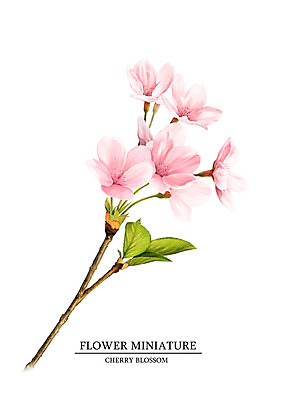 PSD 식물 꽃 일러스트 봄꽃 사람없음 벚꽃 감성 보테니컬아트 국내일러스트 컨셉 봄 파일형식