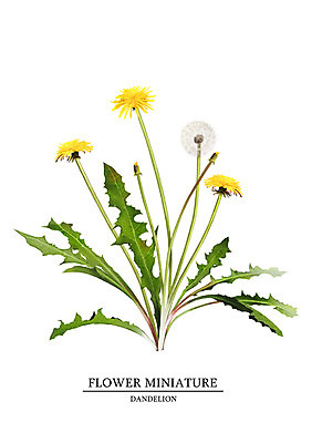 PSD 식물 꽃 일러스트 봄꽃 사람없음 민들레 감성 보테니컬아트 국내일러스트 컨셉 봄 파일형식