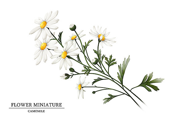 PSD 식물 꽃 일러스트 봄꽃 사람없음 감성 들국화 캐모마일 보테니컬아트 국내일러스트 컨셉 봄 허브 파일형식