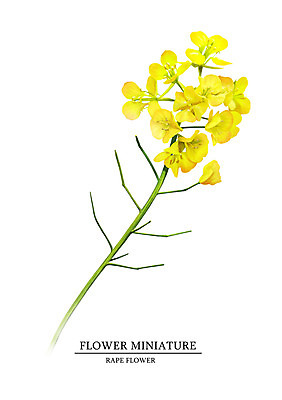 PSD 식물 꽃 일러스트 봄꽃 사람없음 유채 감성 보테니컬아트 국내일러스트 컨셉 봄 파일형식