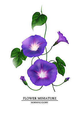 PSD 식물 꽃 일러스트 여름꽃 사람없음 나팔꽃 감성 보테니컬아트 국내일러스트 컨셉 파일형식 여름_계절