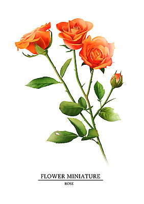 PSD 식물 꽃 일러스트 여름꽃 사람없음 장미 감성 보테니컬아트 국내일러스트 컨셉 파일형식 여름_계절