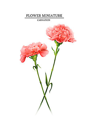 PSD 식물 꽃 일러스트 여름꽃 사람없음 카네이션 감성 보테니컬아트 국내일러스트 컨셉 파일형식 여름_계절