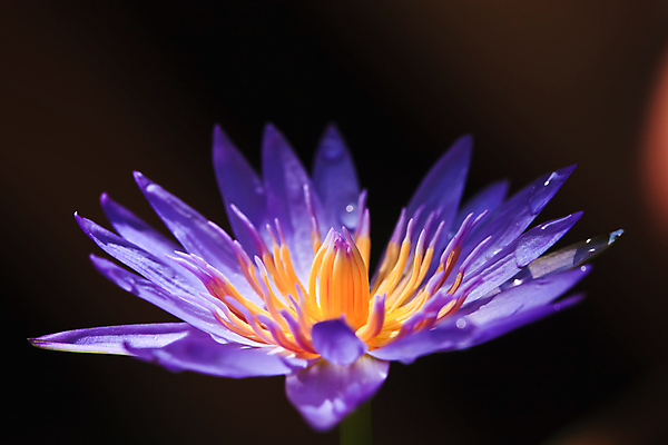 포토 JPG 해외이미지 식물 꽃잎 꽃 아시아 호수 밭 오렌지 자연 잔디 사람없음 야외 초록색 물 노란색 정원 보라색 봄 젖음 성장 연못 당구 제비꽃 내추럴 고립 존경 해외202004 해외포토 자연요소 계절 나라 컬러 농업 과일 구기 생태계 파일형식 이미지허브