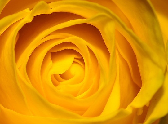 포토 JPG 해외이미지 식물 기념일 꽃잎 꽃 결혼 백그라운드 패턴 자연 벽지 엄마 휴가 친절 발렌타인데이 선물 사랑 사람없음 세로 초록색 물 여름 장미 노란색 정원 봄 벚꽃 흰색 축하 인사 신선 신용카드 차 떨어짐 크림 질감 부드러움 고립 해외202004 해외포토 자연요소 계절 감정 음료 컬러 컨셉 무늬 가족 데이이벤트 이벤트 금융 예절 감각 생태계 파일형식 이미지허브