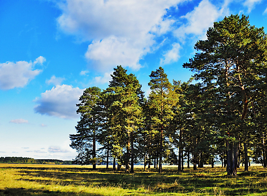 포토 JPG 해외이미지 나무 식물 구름 자연 하늘 날씨 풍경 사람없음 목재 여름 파란색 태양 침묵 회색 숲 순수 즐거움 생태학 수평선 해외202004 해외포토 자연요소 계절 교육 감정 컬러 컨셉 재료 소리 생태계 파일형식 이미지허브