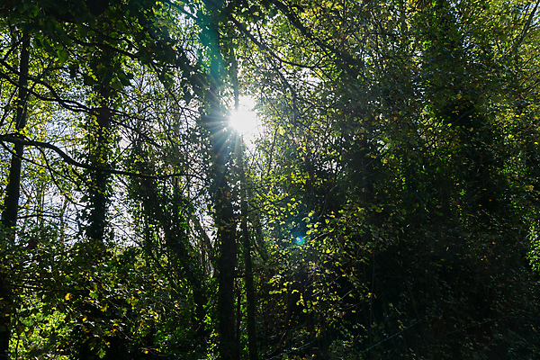 포토 JPG 해외이미지 나무 잎 사람없음 햇빛 덮개 나뭇가지 시골 숲 그리너리 해외202004 해외포토 식물 태양 뚜껑 파일형식 트랜드컬러 이미지허브