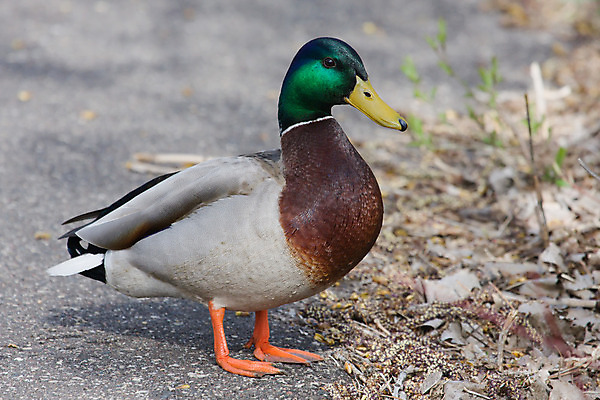 포토 JPG 해외이미지 동물 야생동물 자연 조류 오리 서기 사람없음 컬러풀 깃털 청둥오리 해외202004 해외포토 컬러 모션 생태계 파일형식 이미지허브