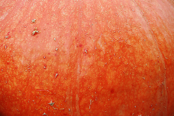 포토 JPG 해외이미지 1 계절 음식 백그라운드 농업 채소 오렌지 장난 재료 자연 호박 휴가 사람없음 야외 장식 여름 농작물 컬러풀 파티 정원 어둠 할로윈 가을 등불 대접 신선 원형 닫기 큼 무서움 11월 묘사 싱글 추수감사절 잭 10월 고립 숙성 잭오랜턴 포상금 해외202004 해외포토 도형 감정 산업 기독교 컬러 돈 과일 모션 조명 이벤트 날짜 크기 생태계 파일형식 이미지허브