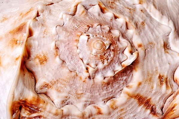 포토 JPG 해외이미지 동물 디자인 바다 백그라운드 패턴 자연 조개 나선형 미술 사람없음 여름 껍질 흰색 묘사 질감 달팽이 고립 앵무조개 해외202004 해외포토 계절 컬러 무늬 문화예술 어패류 연체동물 생태계 파일형식 이미지허브