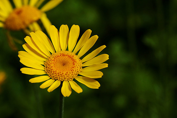 포토 JPG 해외이미지 식물 계절 꽃잎 꽃 실루엣 잎 꽃무늬 밭 자연 추상 프레임 사람없음 장식 초록색 여름 컬러풀 노란색 정원 봄 성장 벚꽃 흰색 신선 오브젝트 데이지 내추럴 해외202004 해외포토 컬러 무늬 농업 촬영기법 생태계 파일형식 이미지허브