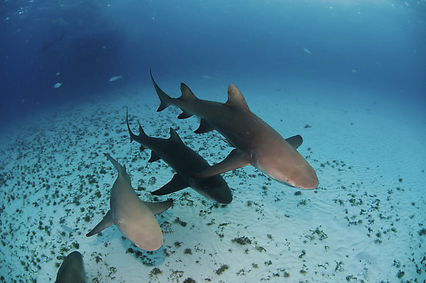포토 JPG 해외이미지 동물 모래 어류 사람없음 물 파란색 빛 수중 육식동물 지느러미 상어 바하마 해외202004 해외포토 자연요소 컬러 수중동물 파일형식 이미지허브