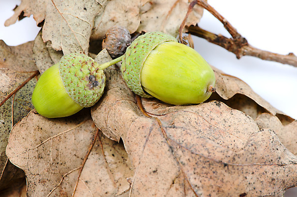 포토 JPG 해외이미지 나무 식물 1 계절 백그라운드 잎 2 과일 자연 건조 3 씨앗 사람없음 초록색 갈색 노란색 힘 견과류 성장 가을 흰색 나뭇가지 오브젝트 도토리 청동 고립 해외202004 해외포토 컬러 생태계 파일형식 이미지허브
