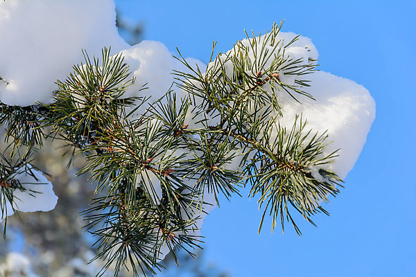 포토 JPG 해외이미지 나무 식물 구름 디자인 계절 공원 여행 백그라운드 크리스마스 겨울 자연 하늘 표면 날씨 풍경 사람없음 야외 목재 초록색 파란색 빛 햇빛 태양 갈색 환경 맑음 냉동 얼음 검은색 추위 흰색 나뭇가지 소나무 숲 서리 장면 상록수 침엽수 층 전나무 원뿔 내추럴 가문비나무 해외202004 해외포토 자연요소 도형 공공시설 기념일 컬러 재료 생태계 파일형식 이미지허브