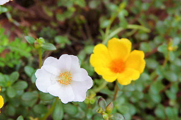 포토 JPG 해외이미지 꽃잎 자연 사람없음 세로 초록색 여름 컬러풀 정원 흰색 작음 원예 화단 해외202004 해외포토 계절 꽃 컬러 취미 크기 생태계 파일형식 이미지허브